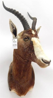 Lot 2170 - Taxidermy: Blesbok (Damaliscus phillipsi), circa late 20th century, South Africa, high quality...