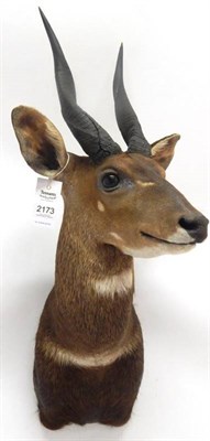 Lot 2173 - Taxidermy: Cape Bushbuck (Tragelaphus sylvaticus), circa late 20th century, South Africa,...