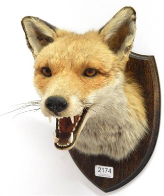 Lot 2174 - Taxidermy: Red Fox Mask (Vulpes vulpes), circa late 20th century, fox mask with mouth agape,...