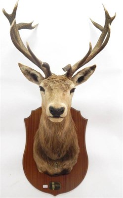 Lot 2175 - Taxidermy: Red Deer (Cervus elaphus), circa 2000, Leighton Hall, Lancashire, by A. Denson...