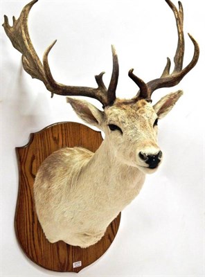 Lot 2177 - Taxidermy: Fallow Deer (Dama dama), circa late 20th century,  unusual light coloured shoulder mount