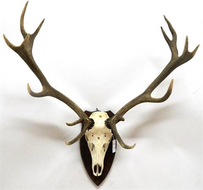 Lot 2179 - Antlers/Horns: European Red Deer (Cervus elaphus), circa late 20th century, antlers on cut...