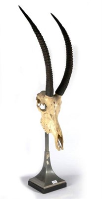 Lot 2181 - Skulls/Antlers: Roan Antelope (Hippotragus equinus), circa 1960, horns on upper skull, mounted upon
