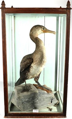 Lot 2183 - Taxidermy: A Cased late Victorian Cormorant (Phalacrocorax), circa 1880, full mount female bird...