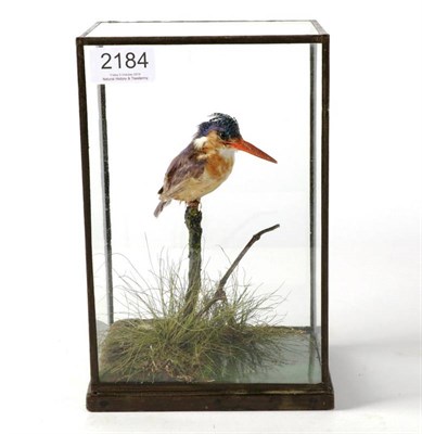Lot 2184 - Taxidermy: Malachite Kingfisher (Corythornis cristatus), circa 1900, by Rowland Ward, 167...
