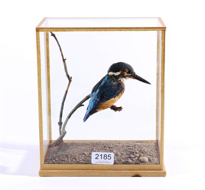 Lot 2185 - Taxidermy: European Kingfisher (Alcedo atthis), circa 1900, by Rowland Ward, 167 Piccadilly,...