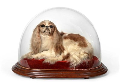 Lot 2186 - Taxidermy: An Early 20th Century King Charles Spaniel, full mount Blenheim coloured (chestnut &...