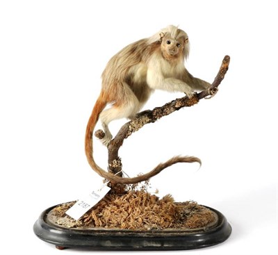 Lot 2187 - Taxidermy: A Victorian Cotton-Top Tamarin (Saguinus oedipus), circa 1880, full mount with head...