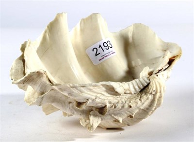 Lot 2193 - Conchology: Fluted Giant Clam (Tridacna squamosa) circa 1930, a single half shell, 23cm by 15cm...