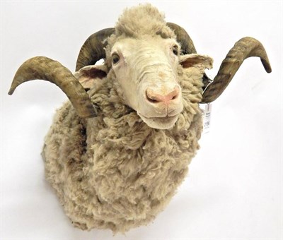 Lot 2196 - Taxidermy: Merino Sheep (Ovis aries), modern, shoulder mount with head turning slightly to the...