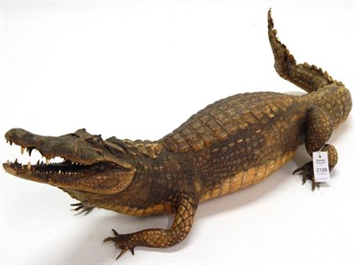 Lot 2198 - Taxidermy: Late Victorian Nile Crocodile (Crocdylus vulgaris), full mount with mouth agape,...