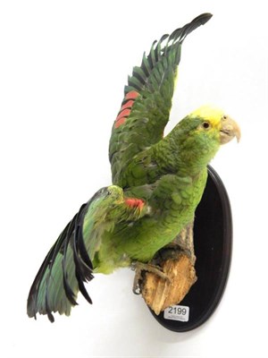 Lot 2199 - Taxidermy: Yellow-Crowned Amazon Parrot, modern, full mount with wings outspread, perched upon...