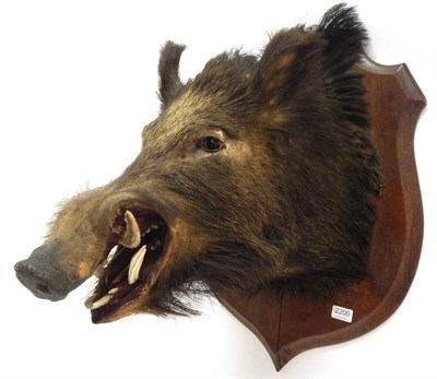 Lot 2200 - Taxidermy: European Wild Boar (Sus scrofa), circa 1900, by E. Doehned, Taxidermists, Paris,...