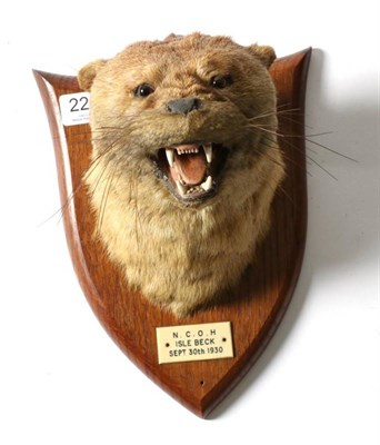 Lot 2208 - Taxidermy: Eurasian Otter (Lutra), circa 1930, by Peter Spicer, Leamington, an Otter mask with...