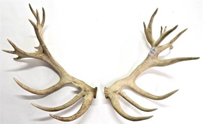 Lot 2212 - Antlers/Horns: An Impressive Pair of Red Deer Shed Antlers, (Cervus elaphus), a large...