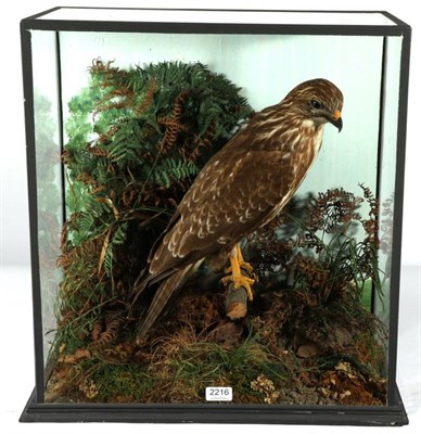 Lot 2216 - Taxidermy: Common Buzzard (Buteo buteo), circa 1920, by W.W.Rowe, Taxidermist, Barnstaple, full...