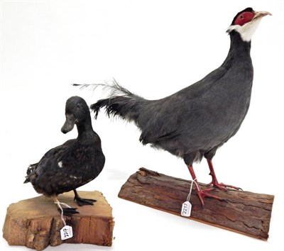 Lot 2217 - Taxidermy: Blue Eared Pheasant (Crossoptilon auritum), modern, full mount stood with head...