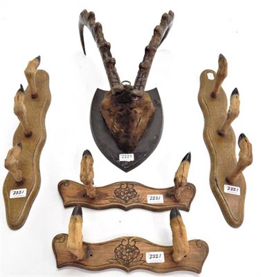 Lot 2221 - Antler /Horns: Wild Goat (Capra aegagrus), circa 1900, horns on hide covered frontlet, mounted upon