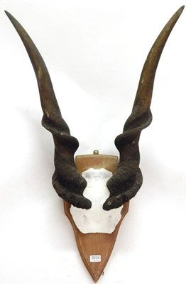 Lot 2224 - Antlers/Horns: African Hunting Trophy, Cape Eland (Taurotragus oryx oryx), circa late 20th, Rowland