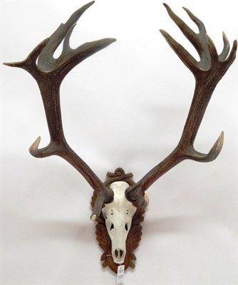 Lot 2228 - Antlers/Horns: European Red Deer (Cervus elaphus), circa late 20th century, large antlers on a...