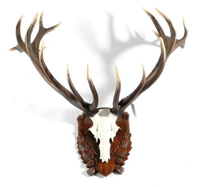 Lot 2229 - Antlers/Horns: European Red Deer (Cervus elaphus), circa late 20th century, large well formed...