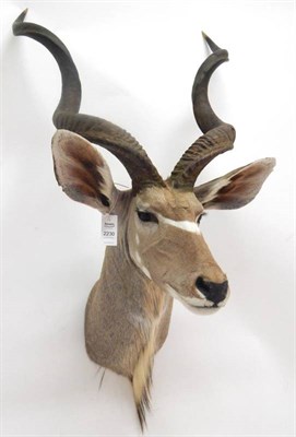 Lot 2230 - Taxidermy: Zambezi Greater Kudu (Strepsiceros zambeziensis), modern, neck mount looking...