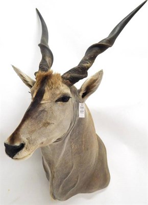 Lot 2231 - Taxidermy: Cape Eland (Taurotragus oryx oryx), circa 12/04/2011, Gold Medal class with NAPHA...