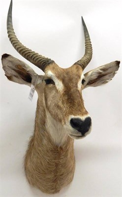 Lot 2232 - Taxidermy: Ellipsen Waterbuck (Kobus ellipsiprymnus), modern, large bull shoulder mount looking...