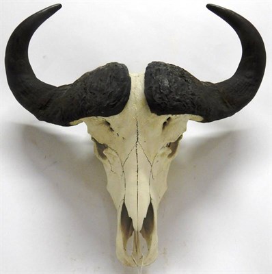 Lot 2234 - Antlers/Horns: African Hunting Trophy, Cape Buffalo (Syncerus caffer), circa late 20th century,...