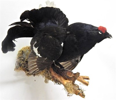 Lot 2236 - Taxidermy: Black Grouse (Lyrurus tetrix), modern, full mount cock bird, perched upon a branch...