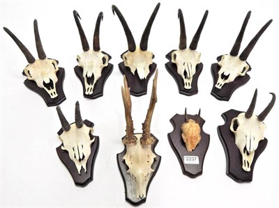 Lot 2237 - Antlers/Horns: Alpine Chamois (Rupicapra rupicapra), modern, seven sets of horns on cut upper...