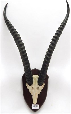 Lot 2239 - Antlers/Horns: African Hunting Trophy, Northern Grants Gazelle (Gazella granti lacuum), circa 1972