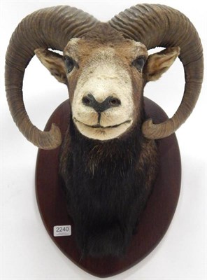 Lot 2240 - Taxidermy: European Mouflon (Ovis orientalis musimon), circa late 20th century, shoulder mount...