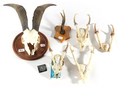 Lot 2241 - Antlers/Horns: Various European Hunting Trophies, including a Reeves Muntjac, Silver medal...