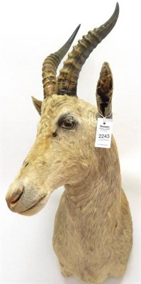 Lot 2243 - Taxidermy: White Blesbok (Damaliscus pygargus phillipsi), modern, rare light coloured shoulder...