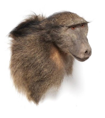 Lot 2245 - Taxidermy: Baboon (Papio hamadryas ursinus), modern, shoulder mount with head turning to the right