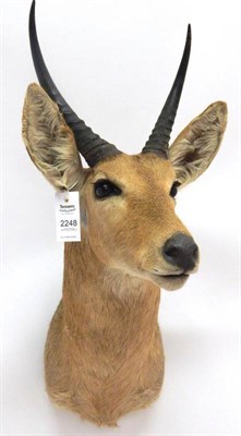 Lot 2248 - Taxidermy: Northern Common Reedbuck (Redunca occidentalis), modern, shoulder mount looking slightly