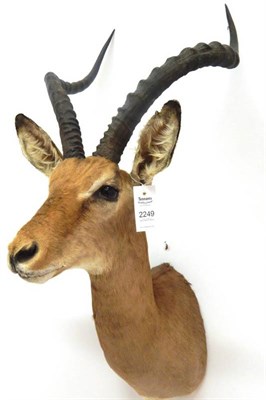 Lot 2249 - Taxidermy: Common Impala (Aepyceros melampus), modern, Rowland Ward record class, shoulder...