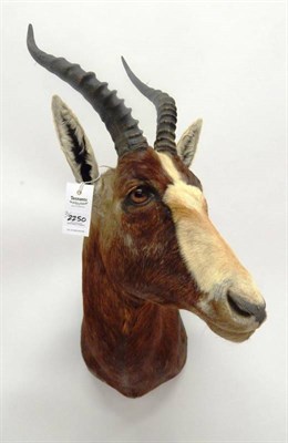 Lot 2250 - Taxidermy: A Pair of Blesbok (Damaliscus phillipsi), modern, shoulder mounts, one with head turning