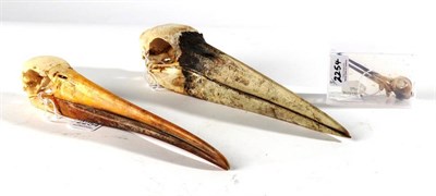 Lot 2254 - Skulls/Anatomy: Marabou Stork (Leptoptilos crumenifer), complete skull, 32.5cm, Yellow-billed Stork