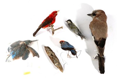 Lot 2256 - Taxidermy: A Collection of Small Birds, four preserved study skins of a European Kingfisher,...