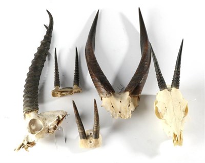 Lot 2257 - Antlers/Horns: A Collection of African Hunting Trophy Horns, to include - Bushbuck, Thomson's...