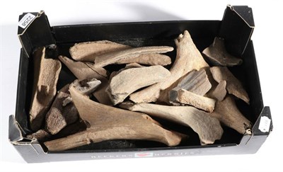 Lot 2258 - Fossil/Antler: Extinct Giant Irish Elk (Megaloceros giganteus), Temporal Range: Middle...