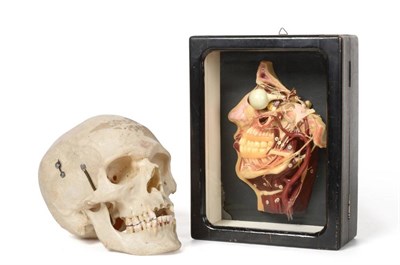 Lot 1135 - Human Skull with sprung jaw and removable top; together with a three dimensional wax medical...