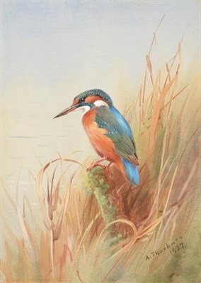 Lot 45 - Archibald Thorburn (1860-1935) Summer Kingfisher (female), 1927 Signed and dated 1927, watercolour