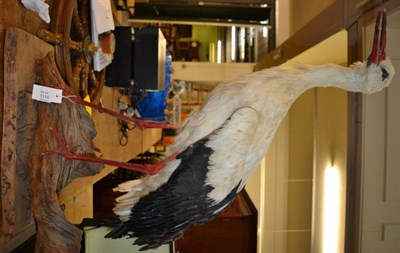 Lot 1110 - Taxidermy: White Stork (Ciconia ciconia), circa 1970, full mount bird with head turning to the...
