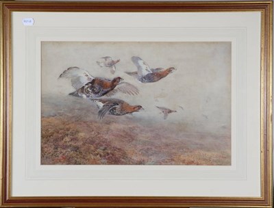 Lot 41 - William Woodhouse (1857-1939) Grouse in flight Signed, watercolour, 35cm by 53cm  see illustration