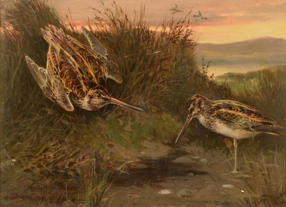 Lot 42 - William Woodhouse (1857-1939) A pair of Snipe Signed, oil on board, 27cm by 37cm  see illustration