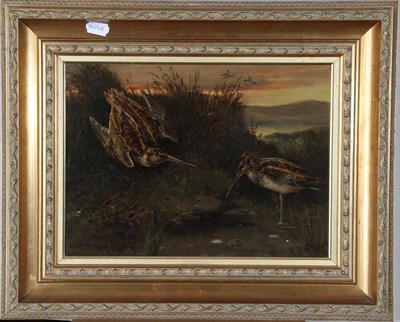 Lot 42 - William Woodhouse (1857-1939) A pair of Snipe Signed, oil on board, 27cm by 37cm  see illustration