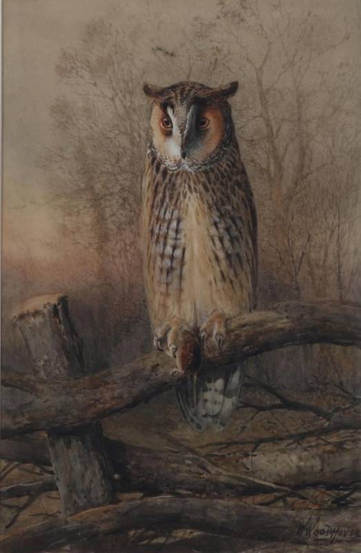 Lot 43 - William Woodhouse (1857-1939) Long-Eared Owl  Signed, watercolour, 51cm by 33.5cm